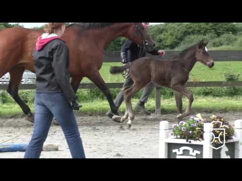 SL135 Hengstfohlen von Calato - La Zarras - Constant