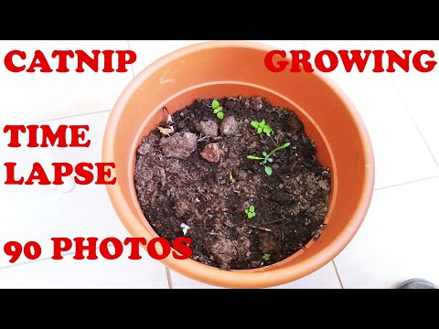 CATNIP GROWING TIME LAPSE