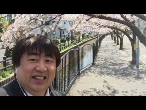 会計学科 4月近畿大学最寄り駅近鉄長瀬駅前の桜がめちゃ綺麗！木村勝則滋賀県高島市！