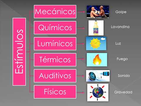 Haz clic para reproducir el video