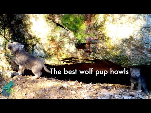 The best wolf pup howls