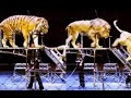 Lion vs Siberian Tiger-Size Comparison- The truth about Chinesse Circus