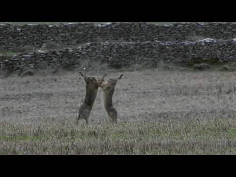Wildlife shorts: slow motion boxing hares