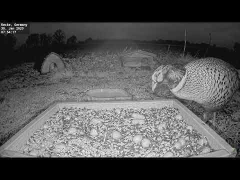 2020 01 30 Recke Germany Feedercam ~ Early Pheasant