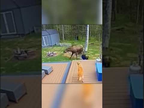 Crazy Moose Attacks! Backyard Turns Into Chaos