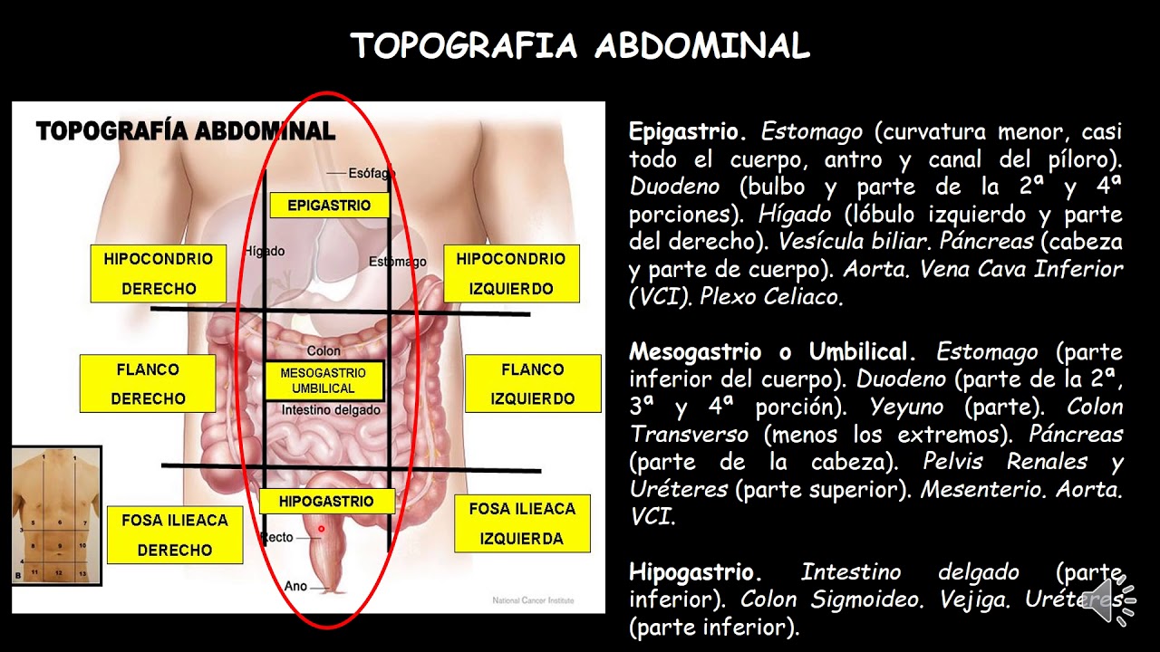 TOPOGRAFÍA ABDOMINAL