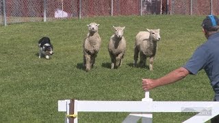 preview picture of video 'Hawkes Bay A & P Show 2013'