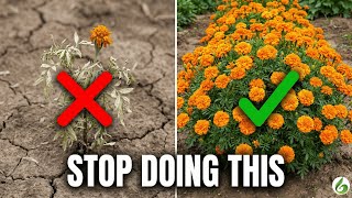 Your Marigold Strategy Is Backwards (Science Proves It)