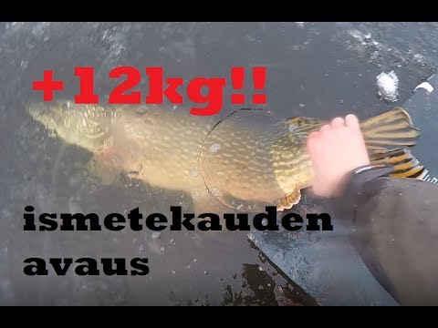 +12kg hauki! Ismetekauden avaus