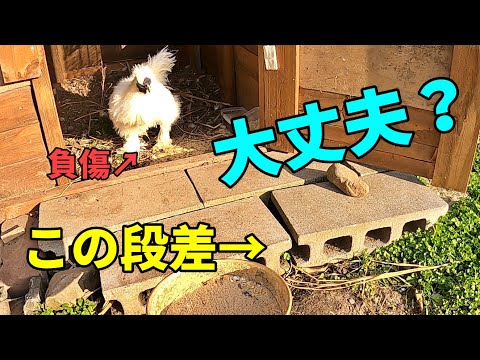 鶏小屋にネズミを近づけないようにする方法は？げっ歯類に対する解決策とヒント  庭園