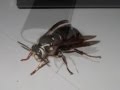 A Bugs Life 2 Trailer OFFICIAL