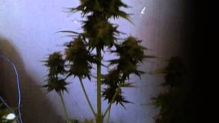 royal haze automatic almost harvest