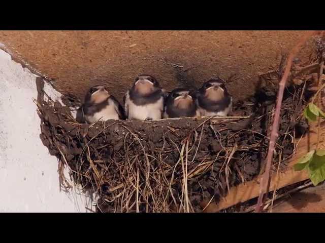 Video pronuncia di swallows in Inglese