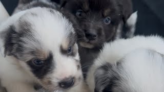 Video preview image #1  Breeder Profile in TYLER, TX, USA