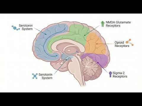 How Ibogaine Works in the Brain