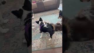 Video preview image #1 Mutt Puppy For Sale in Germantown, OH, USA