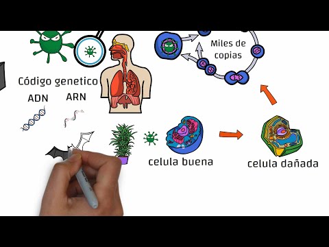 ¿Qué son los virus?