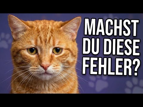 Katzengesundheit in Gefahr: 6 Fehler, die fast alle machen