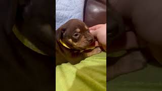 Video preview image #1 Staffordshire Bull Terrier-Unknown Mix Puppy For Sale in Holly Springs, NC, USA