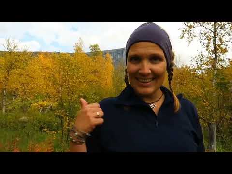 Meeting wild bear and big moose in Rapa Valley, Sarek National Park,  Swedish Lapland.