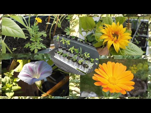 Blumen und Pflanzen (April bis Mai) 2020