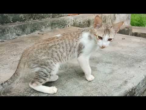 cute cat videos to make you happy........#trending #youtube #cat  #cats 