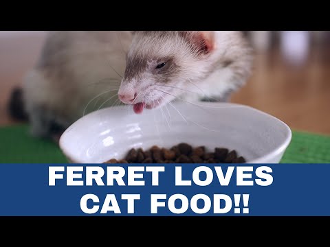 My Ferret Loves Cat Food! | crazy funny ferret
