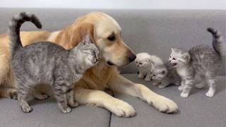 Mom Cat Shows Her Kittens The Giant Golden Retriever Is Safe MQDEFAULT Thumbnail