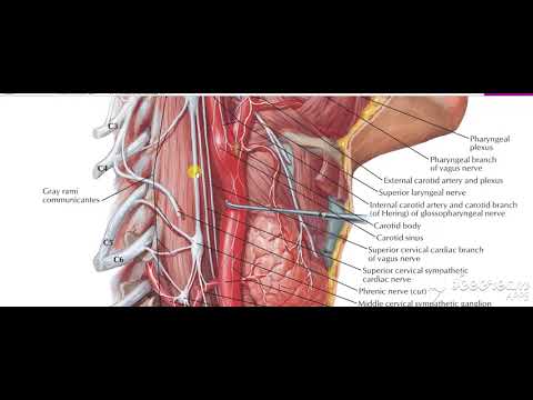 Glossopharyngeal intro 1