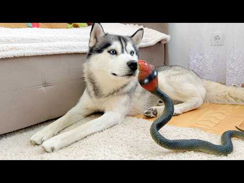 YouTube 썸네일