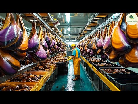Mussels Catching - How Fishermen Raise And Harvest Millions Of Tons Of Mussels - Mussels Processing