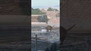 Video preview image #1 Dachshund-Unknown Mix Puppy For Sale in Los Angeles, CA, USA