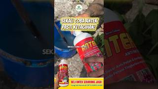 Download lagu TRY ANTEK ONCE AND YOU'LL FALL IN LOVE WITH THE PRODUCT! mp3 Download lagu TRY ANTEK ONCE AND YOU'LL FALL IN LOVE WITH THE PRODUCT! mp3