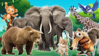 Lives of animals | Elephant, Bear, Monkey, Lion, Pig, Tiger, Cow, Cat, Dog | Animal Sounds