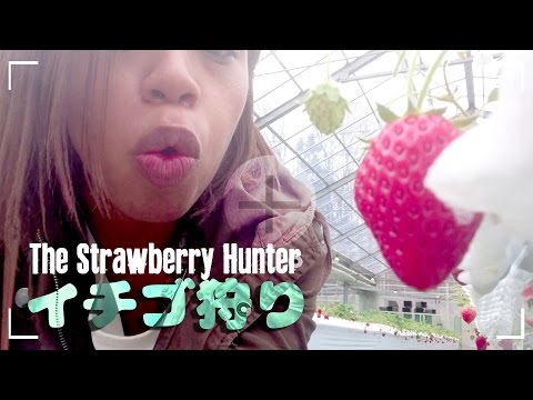 イチゴ狩り: 日本のフルーツって美味しすぎ！| STRAWBERRIES All-You-Can-Eat Japan (イチゴ狩り: 日本のフルーツって美味しすぎ！| STRAWBERRIES All-You-Can-Eat Japan)