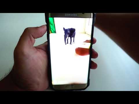 AR Card Animals PRO Video