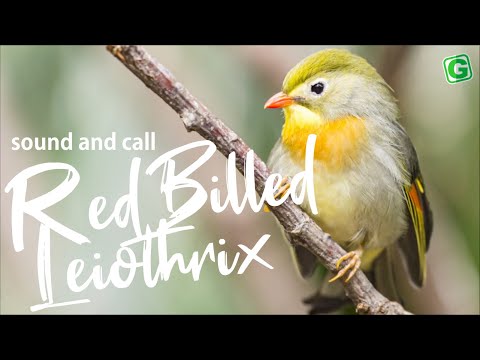 Pekingský slávik (Leiothrix lutea) — melodický flétny spev samca, „Sonnenvogel