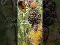 titolo video