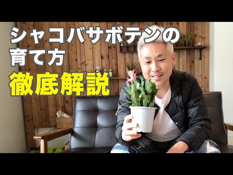 クリスマスサボテンの肥料は何ですか？シュルンベルジェラの花を作るためにいつ、どのように使用するのですか?  庭園