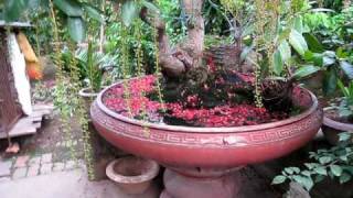 preview picture of video 'cây cảnh dep ( cay kieng bonsai ) que huong.AVI'