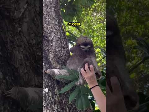 This baby sloth was separated from her mother😢