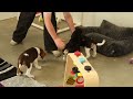 Beagle dogs for sale: Grady - Video 1