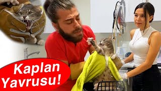SURATIMA SALDIRDI, KAÇMAYA ÇALIŞTI! Kaput, Kedi Saldırısı Geleneğine K
