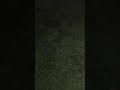 Anastasia VHS Overview
