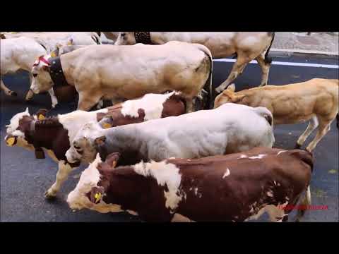 SFILATA DEI BOVINI ALLA FIERA DI S. LUCA A DEMONTE IN VALLE STURA (CN) DOM. 12 - 10 -   2025.