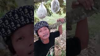 Download lagu SUARA ASLI 'DIKASIH INFO MASZEEH, INFONE MASZZEEEH'  VIRAL TIKTOK #infomaszeeh #durianmontong #info mp3