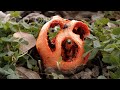 This Mushroom Fakes Its Own Death To Trick Flies Deep Look