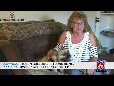 🎅 Christmas Miracle French Bulldog Stolen On Christmas Eve Returned (Rewind) | iBreedFrenchies.com