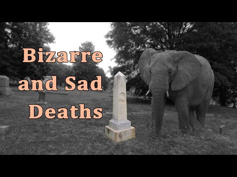 The Bizarre Story of Chief the Elephant and His Trainer