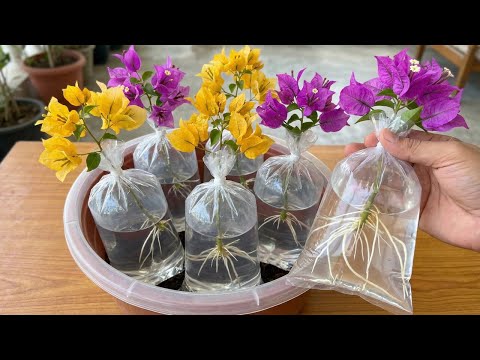 Rooting bougainvillea cuttings in water! A special propagation method.